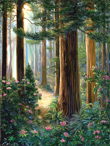Redwoods. Click here to see enlargement. © Ruth Mayer Fine Art.